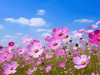 ❀❀ 코스모스❀❀