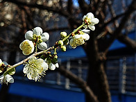 서울 용답역 매화