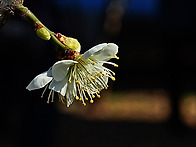 서울 용답역 매화