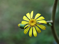 다시찾은 사랑ㅡ노란 털머위꽃