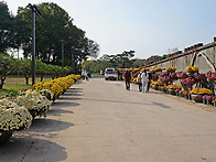 연천 국화축제