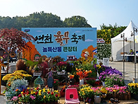 연천 국화축제