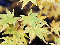 해남 대흥사 늦가을 풍경