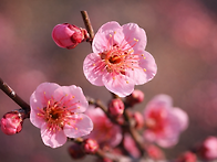 울산 중구 성안동 함월산 백양사 일대 꽃 ..