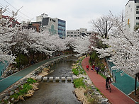 서울 성내천 벚꽃