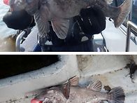 26.4/28(화)조피볼라기