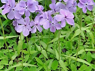 26.4/29(수)차가플록스