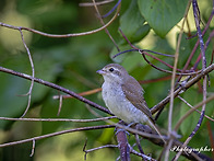 붉은 등 때까치 ..