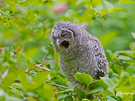 올빼미는 육추중