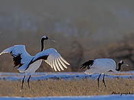 두루미의 겨울나기..