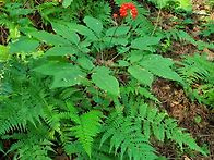 산양삼 판매 합니..