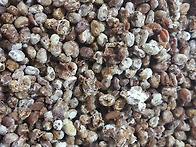 전통메주를 알메주로~~