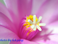 환상의 꽃 5