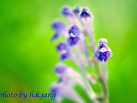 환상의 꽃 8