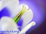 환상의 꽃 6