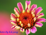 환상의 꽃 4