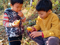 2021 유자따기 체험 ^^
