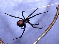 [김영철] 검은과부..