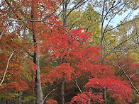 &#45824;&#51204; &#44228;&#51313;&#49328; &#53944;&#47112;..
