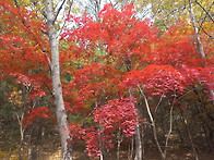 &#45824;&#51204; &#44228;&#51313;&#49328; &#53944;&#47112;..