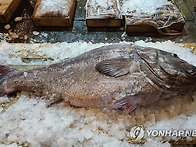 부산 앞바다에서 '전설의 ..