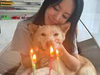 진돗개가 실내 반..