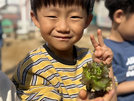 식목일 텃밭 활동 - 꽃상추..