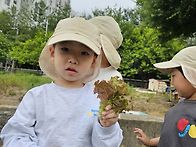 &#129388;상추수확&#129388;