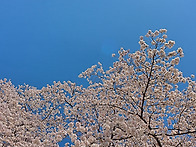 과천대공원 벚꽃등등(202..