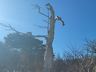 강추위 태백산행-2026.0..