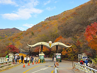 내장산 단풍이 절정입니다..