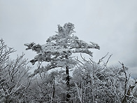 태백산의 눈꽃산행 (2)