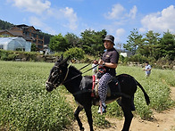 9월11~12일 봉평 메밀꽃 ..