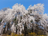 서울의 봄 벚꽃소식(202..