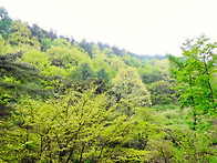 250506 지리산 바래봉 철..
