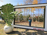 청춘 양구 시래기사과축제..