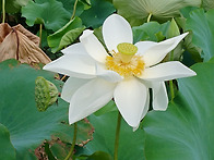 폭염속의 연꽃을 찾아(20..
