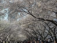 안양천 - 해우리길 벚꽃축..