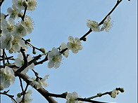 군포당정동 매화꽃 (26...