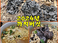 (까치버섯) 2024년 능이버..