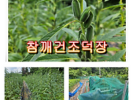 (250818)참깨수확과 덕장..