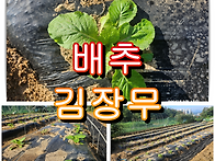 (250919) 김장배추와 무 ..