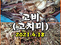 (산나물) 고비와 취나물 ..