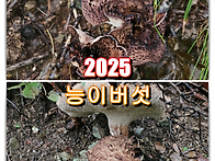 (251009) 올해 저의 버섯..