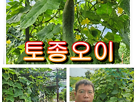 (250820) 토종오이로 가을..