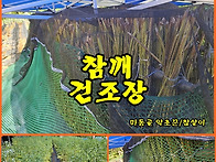 (텃밭/참깨) 참깨 건조 덕..