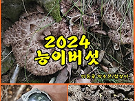 (능이버섯) 2024년 능이버..