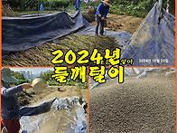 (텃밭/들깨털이) 2024년..