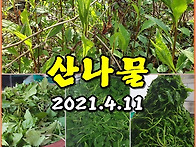 (산나물) 신나게 산나물 ..