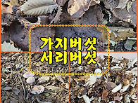 (버섯산행) 가지버섯과 서..